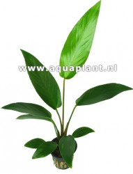 Anubias hastifolia