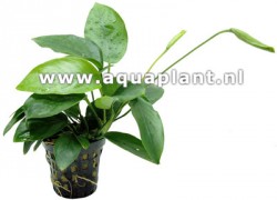 Anubias ondulatus