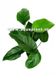 Anubias saggitte