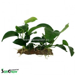 Anubias StoneWood M