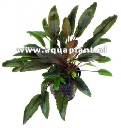 Cryptocoryne Indonesii