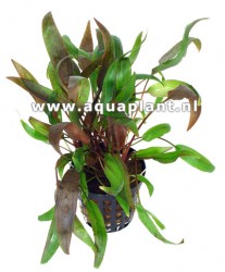 Cryptocoryne wendtii brown