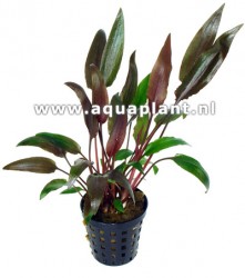 Cryptocoryne walkerii