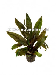 Cryptocoryne wendtii tropica