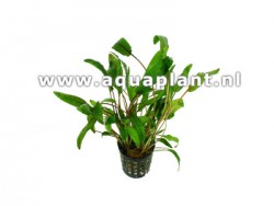 Cryptocoryne willissii