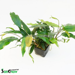 Anubias barteri glabra MP - pvodne Anubias minima MP