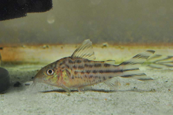 Corydoras robineae