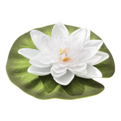 Floating Water Lily