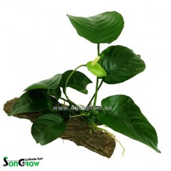 Anubias StoneWood S