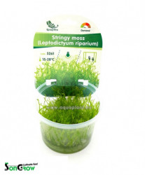 Stringy moss (Leptodictyum riparium)