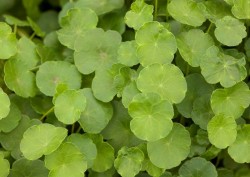 Hydrocotyle vulgaris