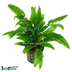 Cryptocoryne green crisped leaves