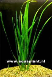 Vallisneria spiralis - zke rovn listy