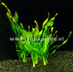 Vallisneria asiatica - toen listy