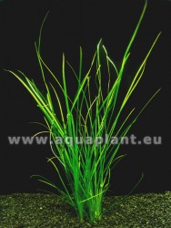 Vallisneria nana - rovn, vemi zke listy