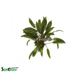 Cryptocoryne species brown