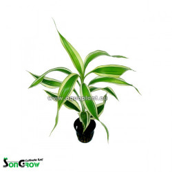 Dracanea sanderiana white green