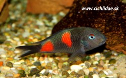 Tropheus sp. Bulu point - Kirschfleck