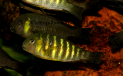 Tropheus sp Canary cheek