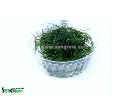 Malayasia moss (taxiphyllum sp)