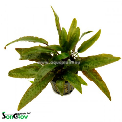 Cryptocoryne usteriana