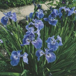 Iris setosa