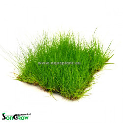 Eleocharis parvula Epaqmat Green Wall