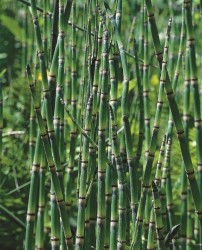 Equisetum "Japonicum"