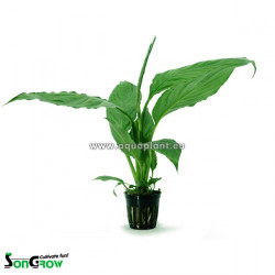 Spathiphyllum green