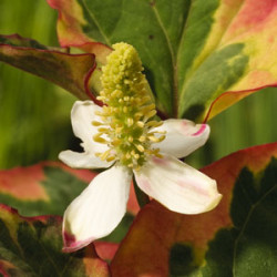 Houttuynia cordata Chameleon