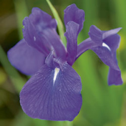 Iris laevigata