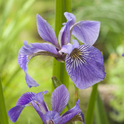 Iris versicolor