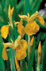 Iris pseudoacorus variegata