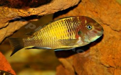 Tropheus sp. Kapampa lime spot