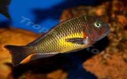 Tropheus sp. Kasanga red  rainbow