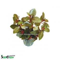 Ludwigia repens Rubin