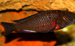 Tropheus sp. Lunangwe south