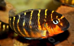 Tropheus Brichardi Mbpiwe red cheek