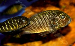 Tropheus sp. Murago Lusingu