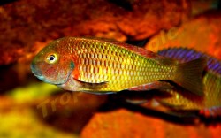 Tropheus moori sp. Muzi