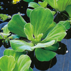 Pistia stratiotes