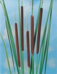 Typha Angustifolia